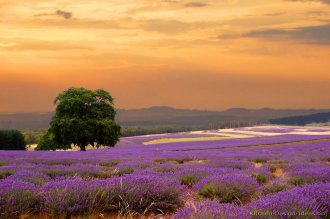 Lavender Fields at Sunset on the French Countryside